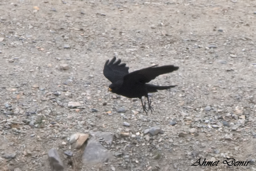 Yellow-billed Chough